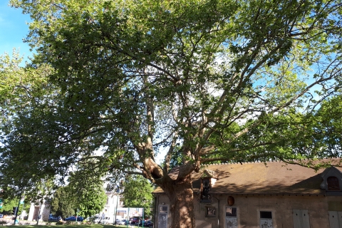 Platane de la Haute Maison