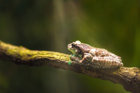 grenouille crapaud crapauduc
