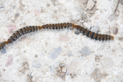 Chenille processionnaire